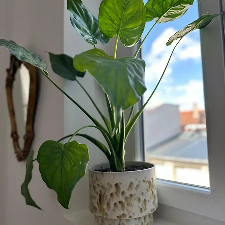 Chez Alexia Et Vincent Appartamento *