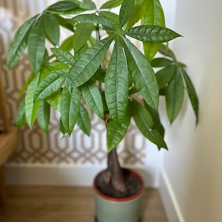 Chez Alexia Et Vincent *